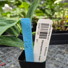 Load image into Gallery viewer, Anthurium Warocqueanum, Queen, Exact Plant Ships Nationwide
