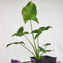 Load image into Gallery viewer, Syngonium Mojito, Exact Plant Variegated Ships Nationwide
