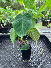 Load image into Gallery viewer, Philodendron Verrucosum Pseudoverrucosum Croat 2.5" pot, Fedex 2day*
