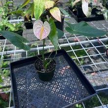 Load image into Gallery viewer, Anthurium Peppermint Splash, Shibori AFF, speckled , Exact Plant
