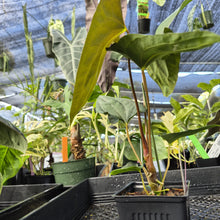 Load image into Gallery viewer, Anthurium Papillilaminum Fort Sherman, Exact Plant Ships Nationwide
