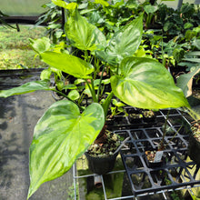 Load image into Gallery viewer, Alocasia Cucullata Variegated 6" pot, Fedex 2day
