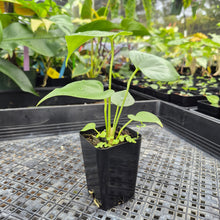 Load image into Gallery viewer, Anthurium Faustomirandae, Faustino&#39;S Giant, Exact Plant Ships Nationwide
