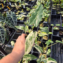 Load image into Gallery viewer, Alocasia Sarian albo variegated 2.5" pot, Fedex 2day*
