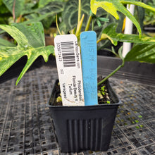 Load image into Gallery viewer, Philodendron Florida Beauty X Tortum, Exact Plant Variegated Ships Nationwide
