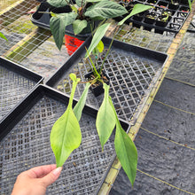Load image into Gallery viewer, Philodendron Joepii Mint, Variegated, Exact Plant Ships Nationwide
