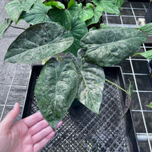 Load image into Gallery viewer, Alocasia Wentii, Exact Plant Variegated Large Ships Nationwide
