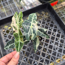 Load image into Gallery viewer, Alocasia polly snowflake variegated, Exact Plant Ships Nationwide.
