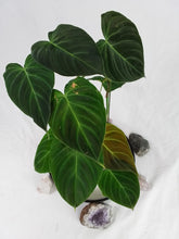 Load image into Gallery viewer, Philodendron Splendid, Exact Plant Ships Nationwide
