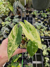 Load image into Gallery viewer, Alocasia Longiloba Aurea variegated 2.5" pot, Fedex 2day*
