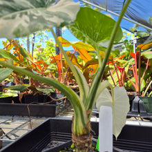 Load image into Gallery viewer, Alocasia Odora, Okinawa Silver, Exact Plant Variegated Ships Nationwide
