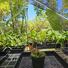 Load image into Gallery viewer, Anthurium Faustomirandae, Faustino&#39;S Giant, Exact Plant Ships Nationwide
