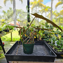 Load image into Gallery viewer, Philodendron Mexicanum, Exact Plant 5.5&#39;&#39; pot Ships Nationwide
