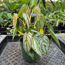 Load image into Gallery viewer, Philodendron Brandtianum, Exact Plant Ships Nationwide
