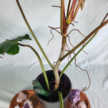 Load image into Gallery viewer, Philodendron Orange Marmalade, Exact Plant
