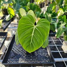 Load image into Gallery viewer, Philodendron Gloriosum, Pink Veined Back, Exact Plant Ships Nationwide
