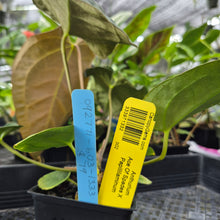 Load image into Gallery viewer, Anthurium Ace Of Spades X Papillilaminum, Exact Plant Ships Nationwide
