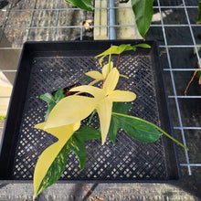 Load image into Gallery viewer, Philodendron Florida Beauty, Exact Plant Variegated Ships Nationwide

