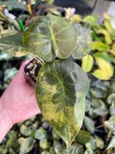 Load image into Gallery viewer, Alocasia Wentii Aurea variegated 2.5" pot, Fedex 2day*
