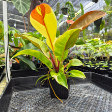 Load image into Gallery viewer, Philodendron Red Moon. not Yellow Flame, Exact Plant Variegated
