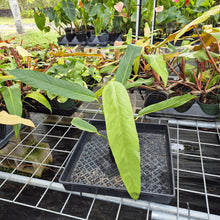 Load image into Gallery viewer, Anthurium Spectabile, Exact Plant Ships Nationwide
