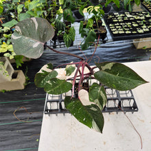 Load image into Gallery viewer, Philodendron Red Anderson Variegated exact plant, Fedex 2day*
