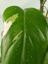 Load image into Gallery viewer, Philodendron White Princess, Exact Plant Variegated
