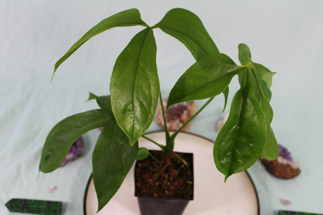Anthurium Clavigerum Exact Plant