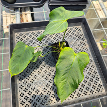 Load image into Gallery viewer, Anthurium Warocqueanum x Noid exact plant, Fedex 2day*
