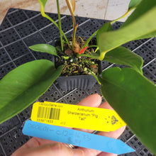 Load image into Gallery viewer, Anthurium Scherzerianum "Pig Tail", Exact Plant Ships Nationwide
