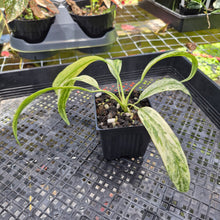 Load image into Gallery viewer, Anthurium Vittarifolium , Exact Plant Variegated Ships Nationwide
