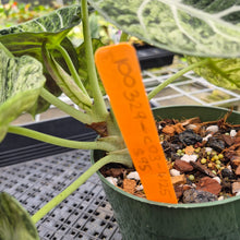 Load image into Gallery viewer, Alocasia Ninja Tricolor Splash, Black Velvet Variegated exact plant, Fedex 2day*
