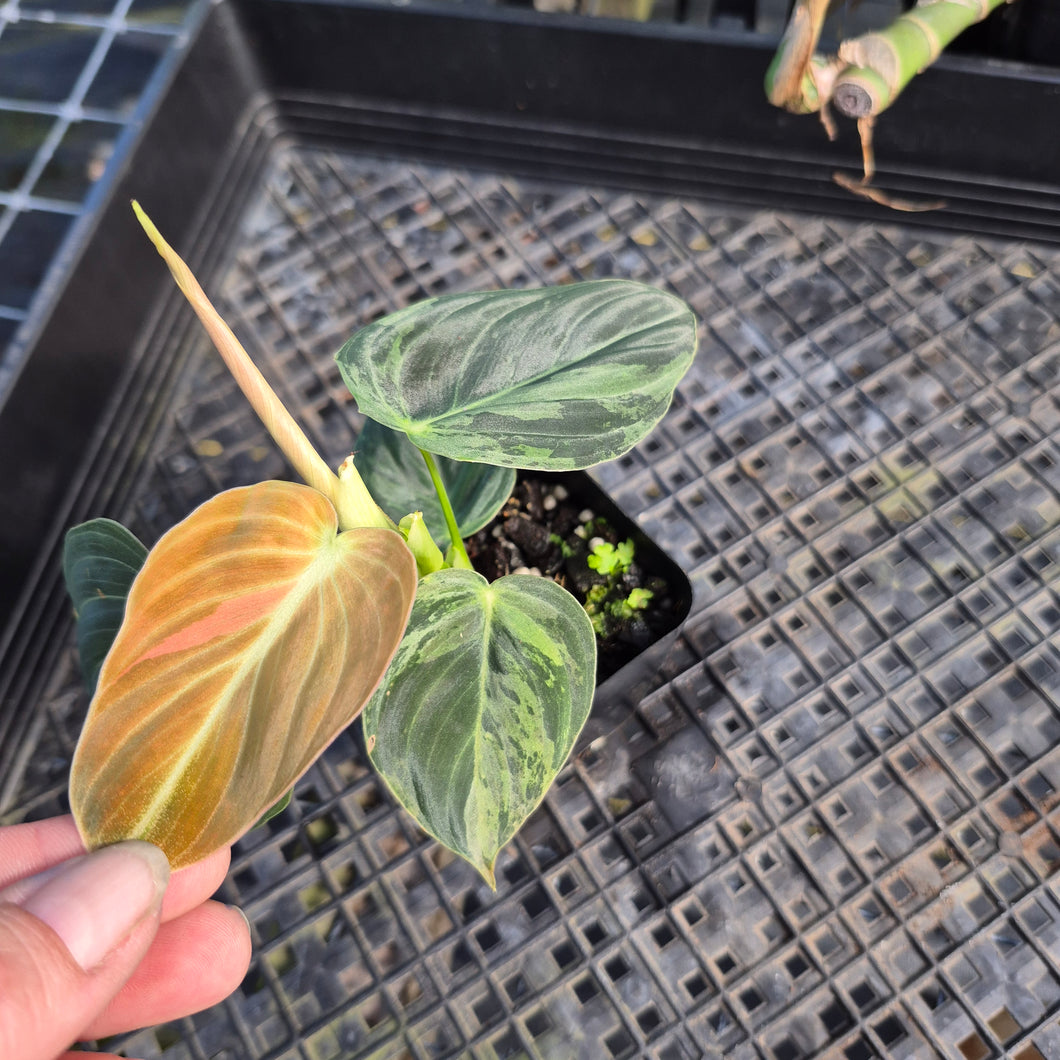 Philodendron Melanochrysum, Exact Plant Variegated Ships Nationwide