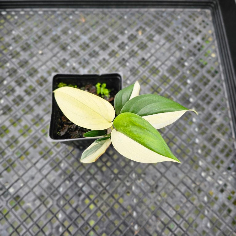 Scindapsus Blue Albo, Exact Plant Variegated