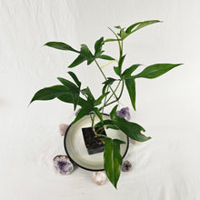 Load image into Gallery viewer, Philodendron Quercifolium x Pedatum, Exact Plant Ships Nationwide
