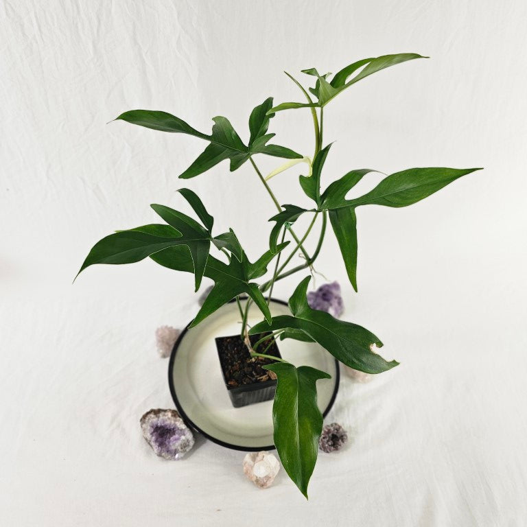 Philodendron Quercifolium x Pedatum, Exact Plant Ships Nationwide