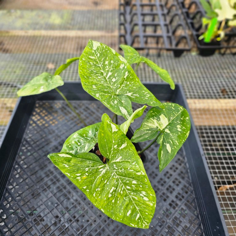 Syngonium Panda, Exact Plant Variegated Ships Nationwide