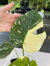 Load image into Gallery viewer, Monstera Deliciosa Creme Brulee variegated exact plant, Fedex 2day*
