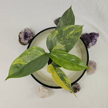Load image into Gallery viewer, Philodendron Hastatum Silver Sword, Exact Plant Variegated Ships Nationwide
