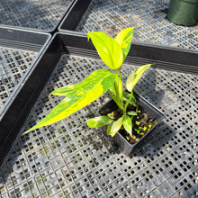 Load image into Gallery viewer, Philodendron Domesticum Variegated exact plant, Fedex 2day*
