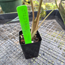 Load image into Gallery viewer, Alocasia Polly Snowflake Pink Variegated, Exact Plant Ships Nationwide.
