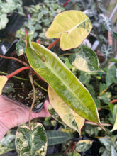 Load image into Gallery viewer, Philodendron Billietiae variegated 4" pot 2DayAir*
