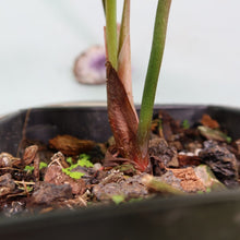 Load image into Gallery viewer, Philodendron Sodiroi True Form Shipped Nationwide
