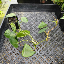 Load image into Gallery viewer, Philodendron Hederaceum, Heart Leaf, Exact Plant Variegated Ships Nationwide
