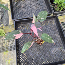 Load image into Gallery viewer, Philodendron Pink Princess Galaxy, Exact Plant Variegated Ships Nationwide
