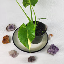Load image into Gallery viewer, Alocasia Gageana Aurea, Exact Plant Variegated
