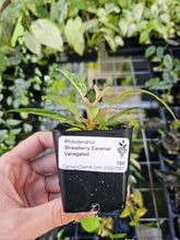 Load image into Gallery viewer, Philodendron Strawberry Caramel Marble Variegated 2.5" pot Fedex 2day*
