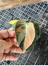 Load image into Gallery viewer, Philodendron Melanochrysum, Exact Plant Variegated Ships Nationwide
