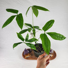Load image into Gallery viewer, Anthurium Clavigerum 6" pot, Fedex 2day
