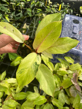 Load image into Gallery viewer, Philodendron Snowdrift Variegated 2.5" pot, Fedex 2day*
